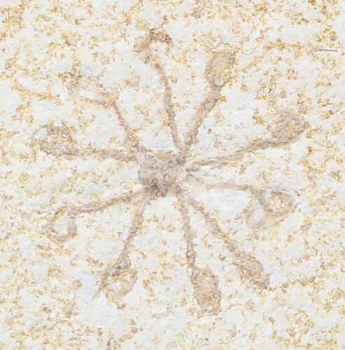 Floating Crinoid (Saccocoma) - Solnhofen Limestone #58299